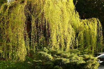 Salix carmonica